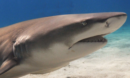 Shark attack myths