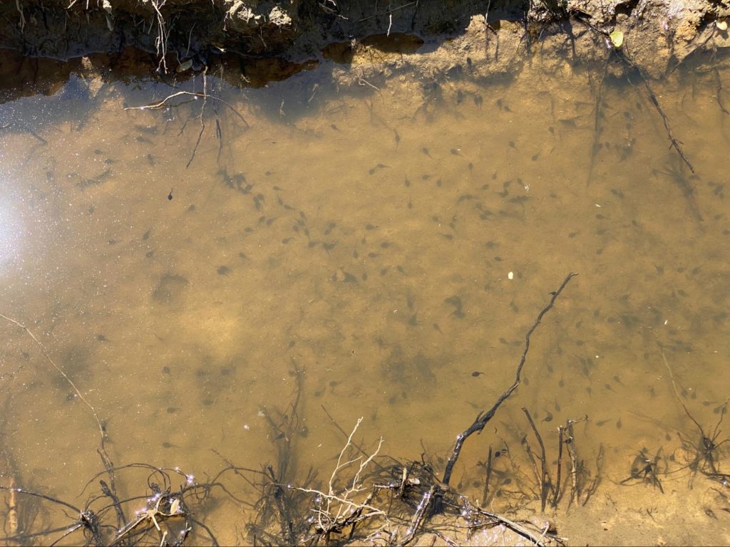 A swale used for the water filter test