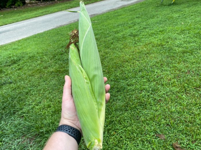 Big ear of corn