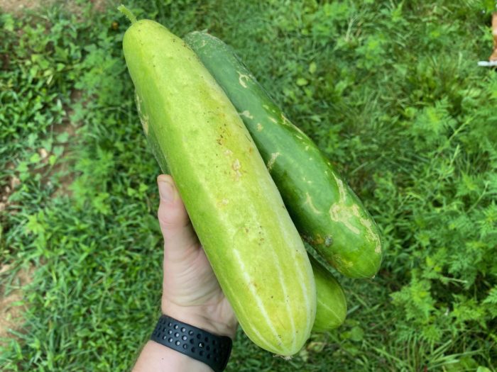 Big cucumbers