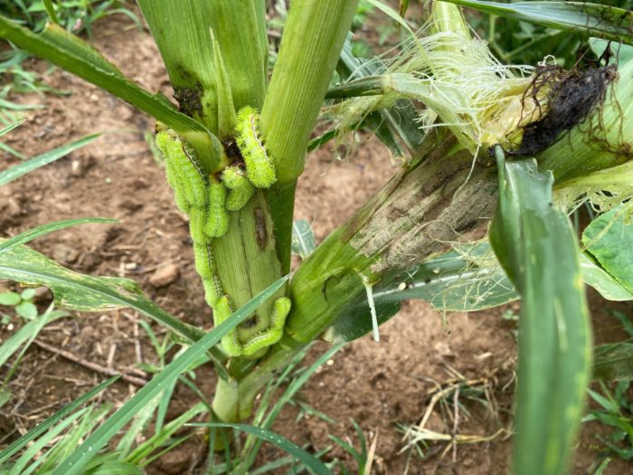 Caterpillars on corn