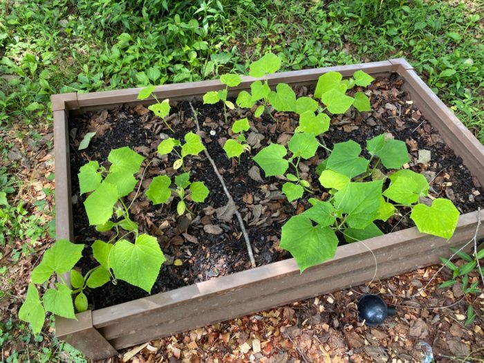 A bed of cucumbers