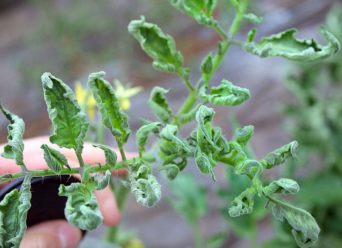 A tomato plant damaged by aminopyralid