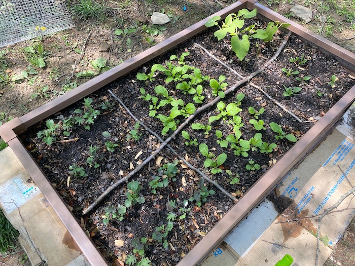 A raised bed growing greens.