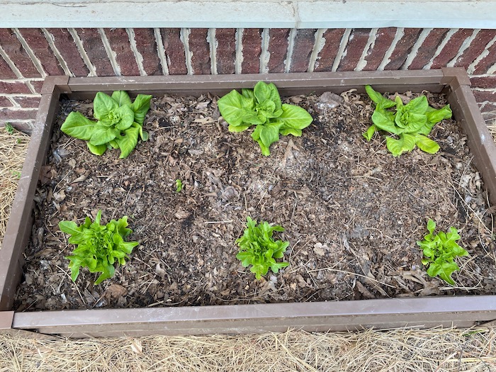 Hügelkultur lettuce