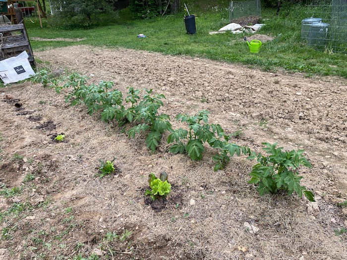 Rows of potatoes and lettuce