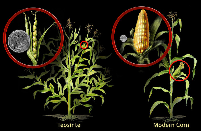 Natural vs. bred corn