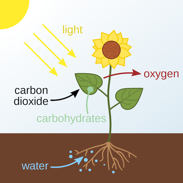 How photosynthesis works