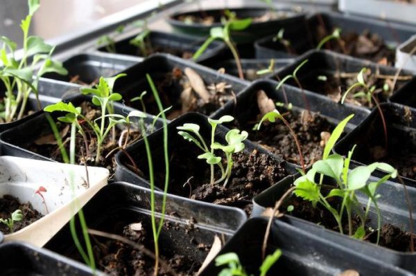 How to find, buy, and store garden seeds – The Prepared