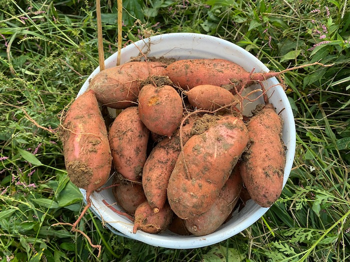 Bucket of sweet potatoes