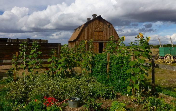 Container Gardening With Fruit Trees - University of Houston