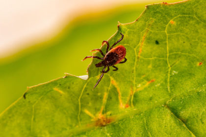 Are there more ticks this year