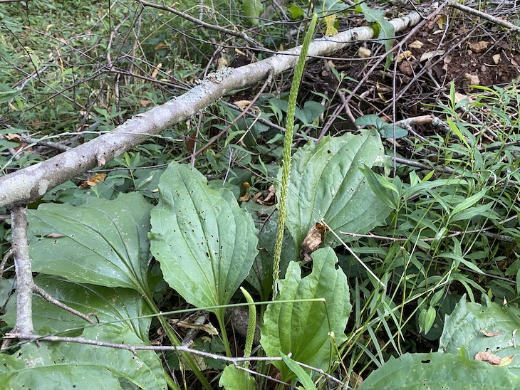 plantain herb seeds