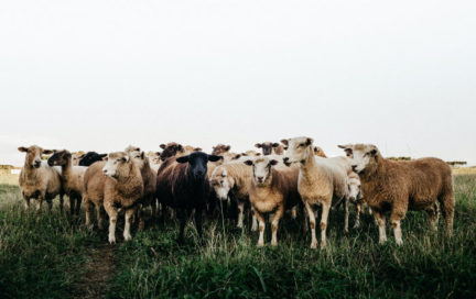 Are grazing animals used to prevent wildfires in California
