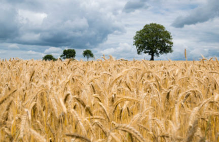 Are world inventory of grain dwindling due to extreme heat