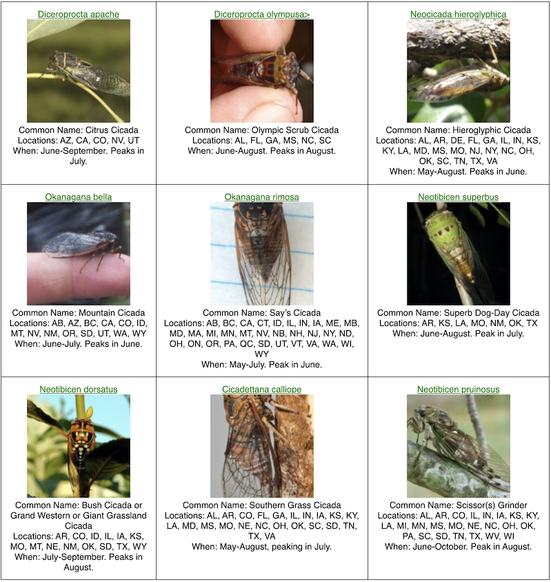 Cicada variety chart
