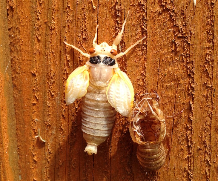 Teneral cicada