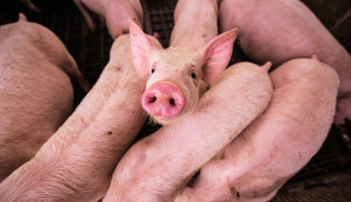 Is African Swine Fever is a threat to the US pork industry