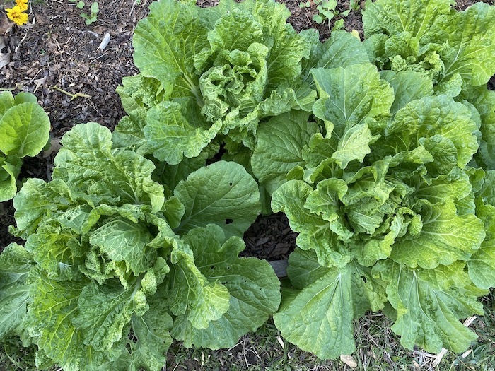 Napa cabbages growing
