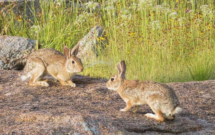 Two brown rabbits