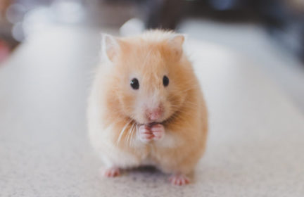 Have hamsters been culled in Hong Kong beacuse of Covid