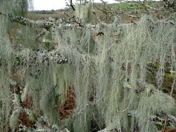 Old Man's Beard moss makes great tinder when dry