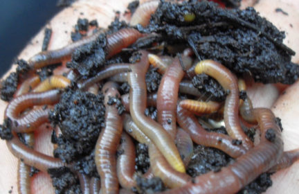 Is there an invasion of jumping worms and are they bad