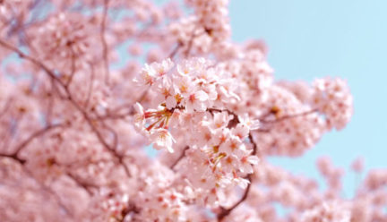Are cherries blossoming early because of climate change