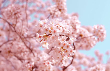 Are cherries blossoming early because of climate change