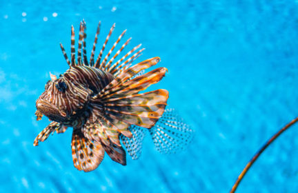 Can lionfish skin be made into sustainable leather