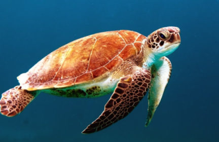 Are sea turtles helping with tropical cyclones predictions