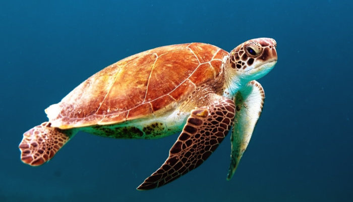 Are sea turtles helping with tropical cyclones predictions
