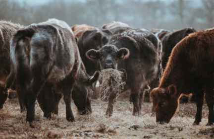 Is drought forcing British animal farmers to dip into their winter forage reserves