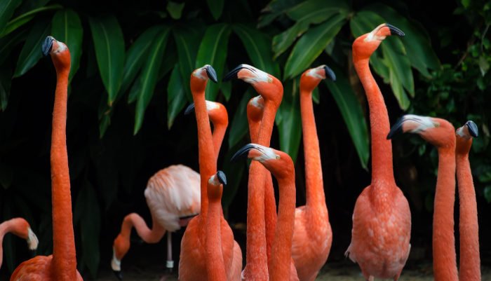 Were flamingos herded into bathrooms during Hurricane Andrew