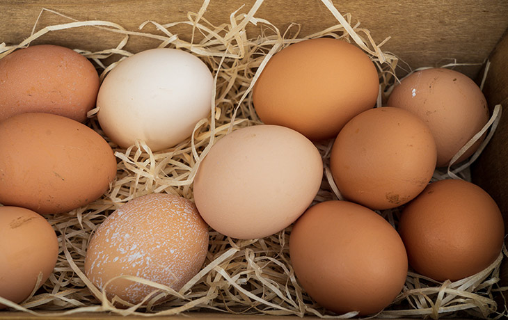 Are backyards eggs in Australia full of lead