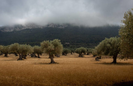 Is drought threatening the world’s olive oil supply