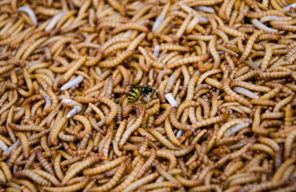 Are Ugandan farmers using maggots as a solution to the fertilizer shortage