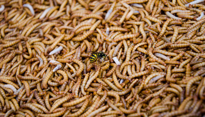Are Ugandan farmers using maggots as a solution to the fertilizer shortage
