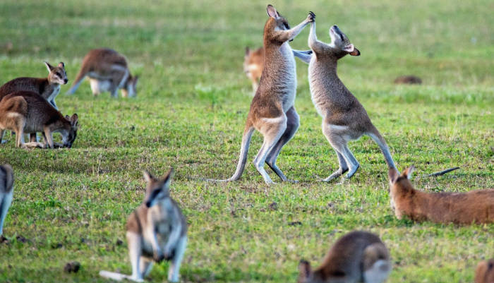 Has a global ammo shortage left Australians unable to cull kangaroos