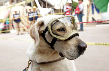 Has Frida the hero dog from Mexico's earthquacke died