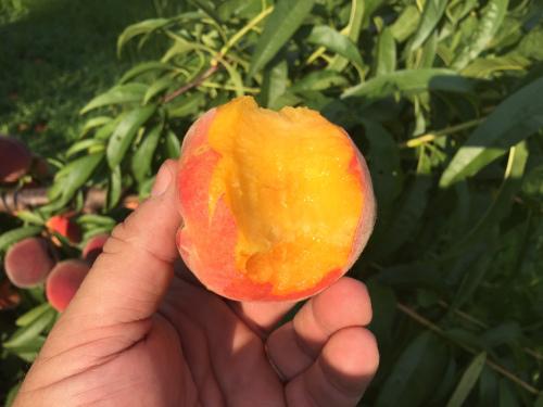 eaten-peach