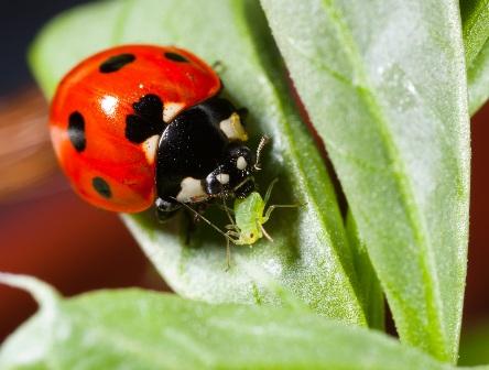 Ladybird-eating-aphid