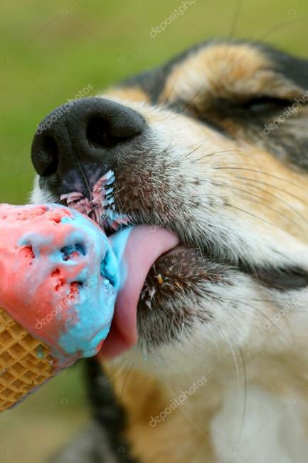 depositphotos_31652261-stock-photo-dog-licking-rainbow-ice-cream