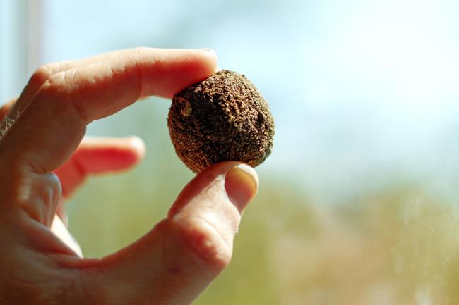 seed ball
