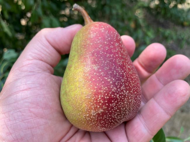 pear 11 small