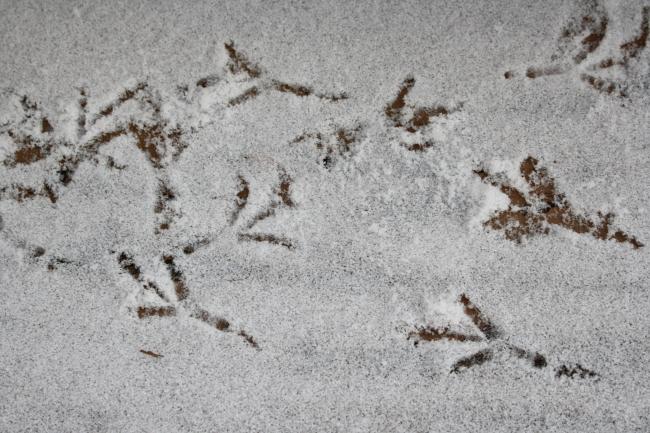 bird-tracks-in-the-snow