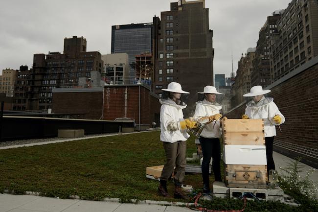 FIT_urban-beekeepers-bee-sanctuary-1020x680-1